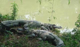 鳄雀鳝的天敌是谁 鳄雀鳝的天敌是谁