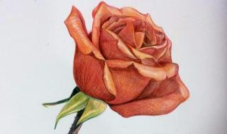 手绘入门基础教程