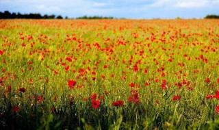 世界十大绝美花海