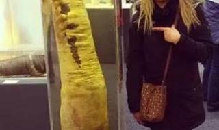 最长的粑粑 最长的粑粑