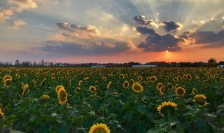 向日葵花海 向日葵花海