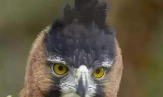 我是一只牛 我是一只牛