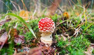 红伞伞白杆杆完整版 红伞伞白杆杆完整版