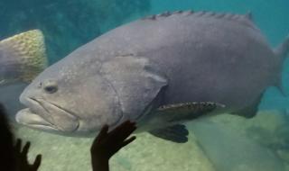 小梅沙好玩吗 小梅沙好玩吗