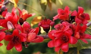 深圳塘朗山郊野公园